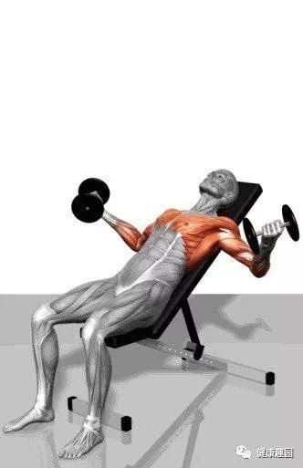 肱三头肌|肌肉群锻炼动作示意图，想练什么对号入座！