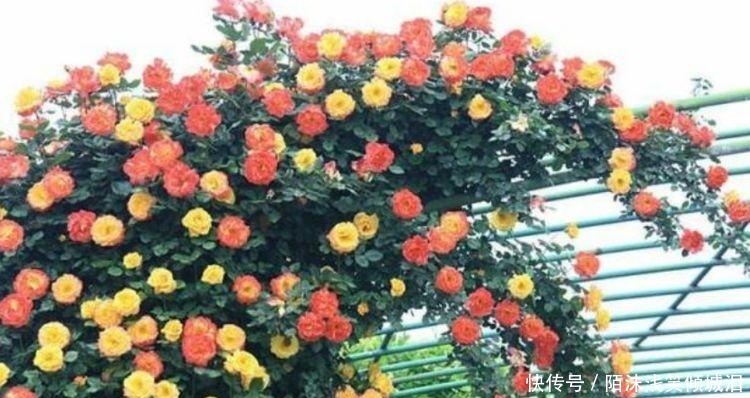 养花就养这几款,全年开花不停,花大服盆快,沾点水就疯长