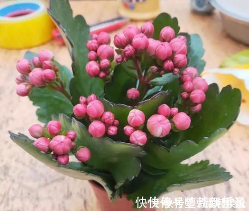 长寿花|养这三种花，盆越小，开的花越多，放大盆还容易死