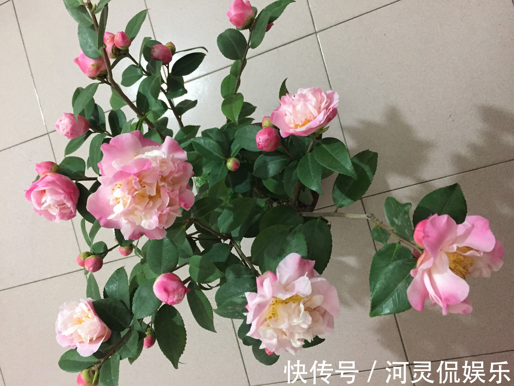 方北方|最好养的山茶花,花期长,香气浓郁,南方北方都能养,适合新手
