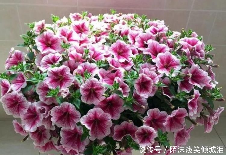 3种花比牡丹还漂亮,比绿萝还好养,一年四季开花不停!