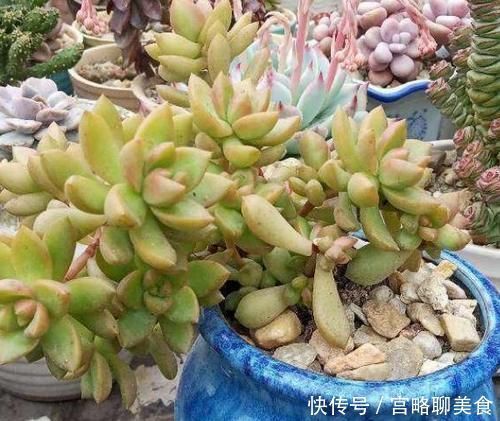 抗冻|最抗冻的5种多肉,零下10℃都冻不死,还长得肥嘟嘟