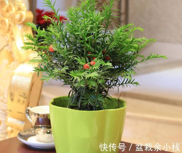 今年流行的7种“观赏花”,家里养一盆,大气又吉利