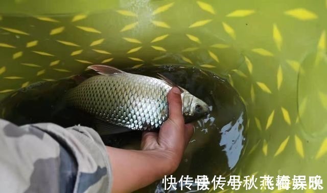 玉米|浅谈双钩的饵料搭配,科学搭配可提高钓鱼效率