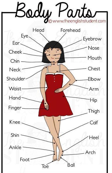 一张图学会身体各个部位的英语表达 值得永久收藏 快资讯