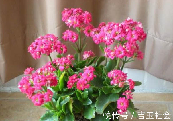 养不好花推荐1个小配方,叶绿花艳长得旺,年年花开效果好