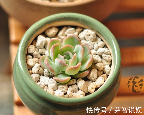 多肉红边月影怎么养教你3个小妙招,种出最红润璀璨的红边月影