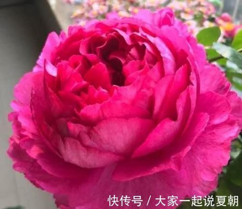 桂花树|4种花养阳台,旺财又镇宅,还能四季开花,花开不停歇,多彩多姿