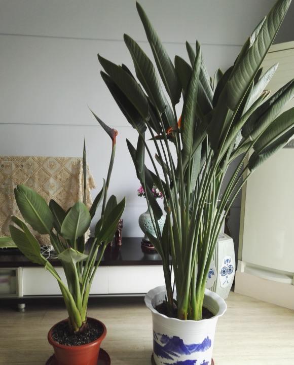 老桩|6种富贵花,全都“寿命长”,轻松养成老桩,越大越“旺家”