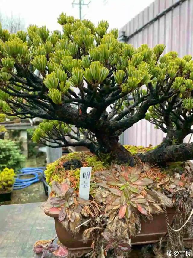 盆景家里养盆松，代代出富翁，镇宅守家福气旺