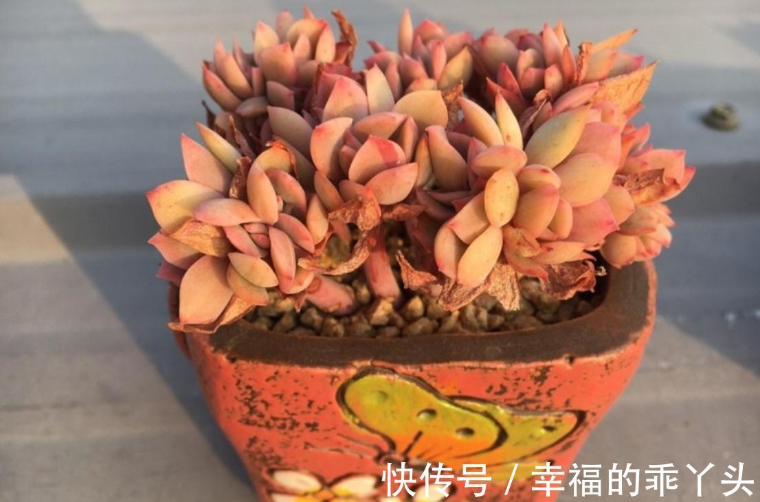 多肉掉叶子的原因，新手要注意