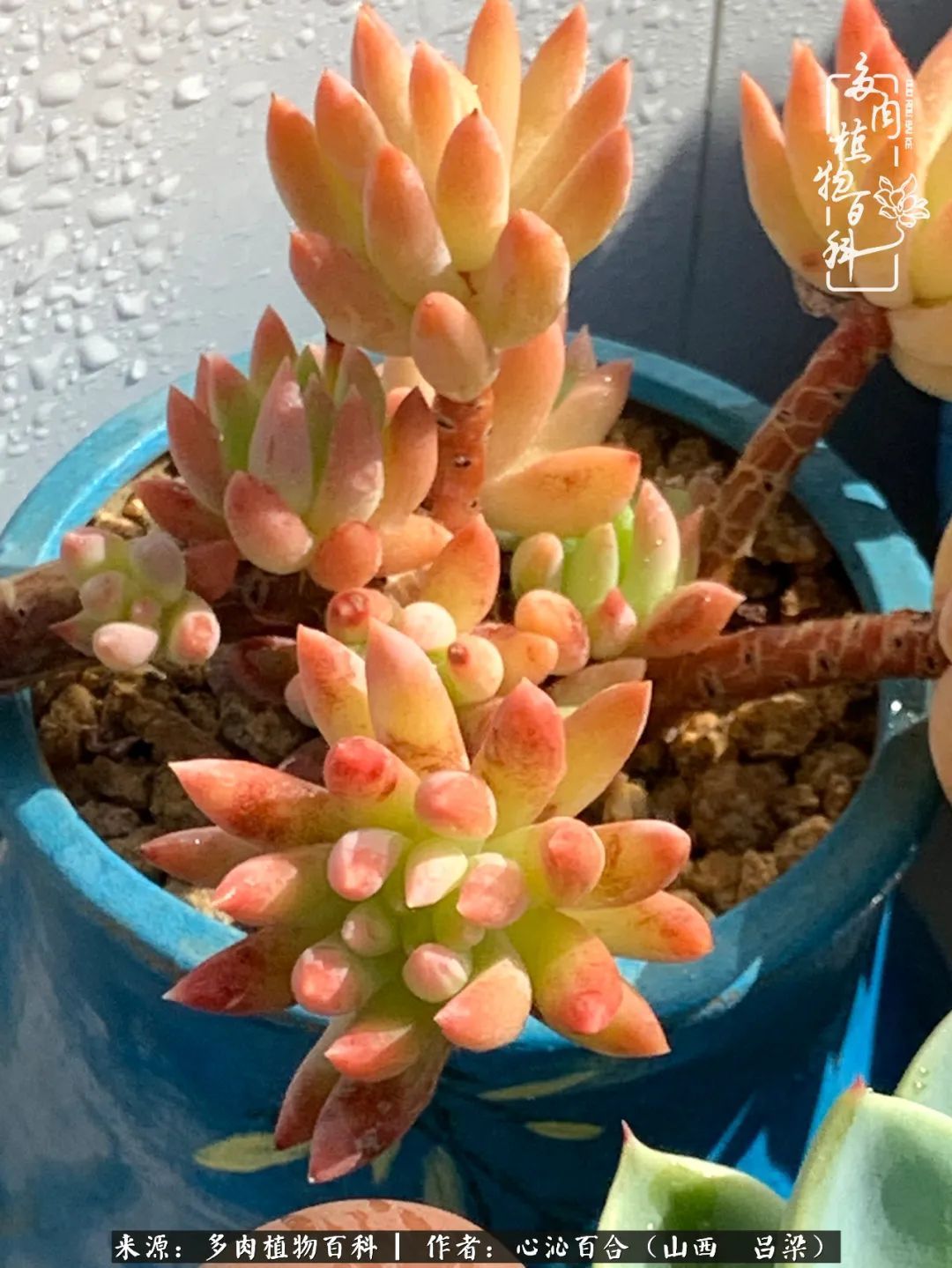 夏季的多肉，绿色才是主色调！努力呵护，期待绽放的那一刻！