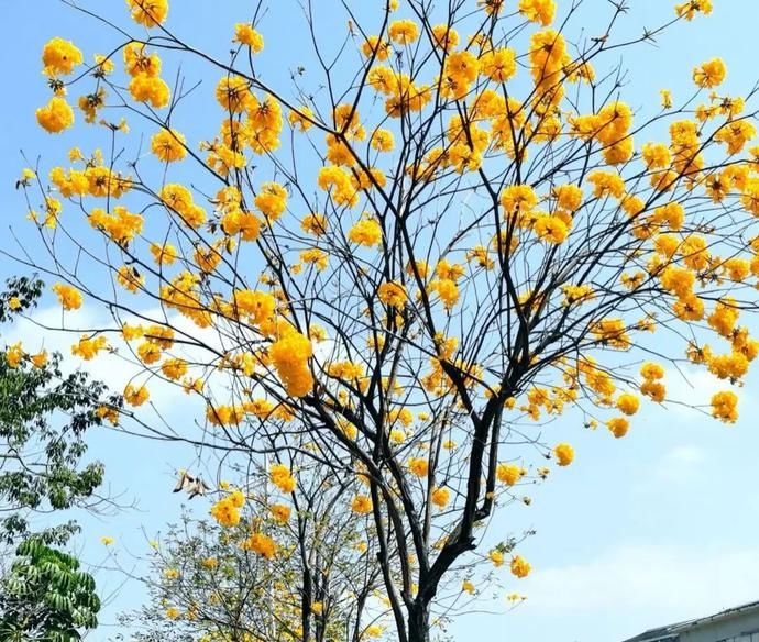 春日赏花指南来了！趁着阳光正好，这些地方不要错过