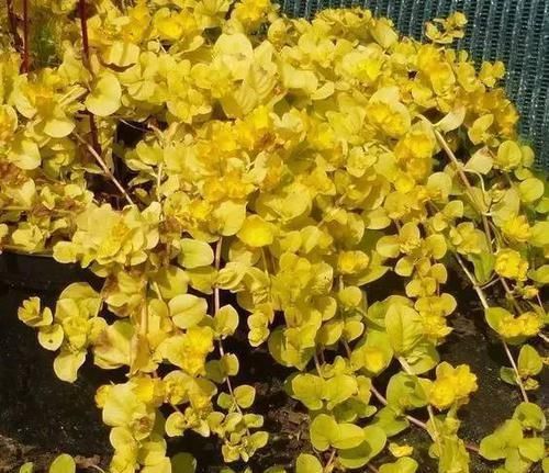 10种出彩的庭院地被花儿，最适合的才是最好的