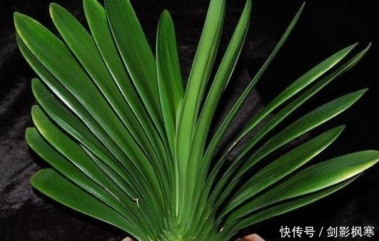 君子兰|为什么君子兰长的慢？掌握这几点，君子兰蹭蹭往上长！