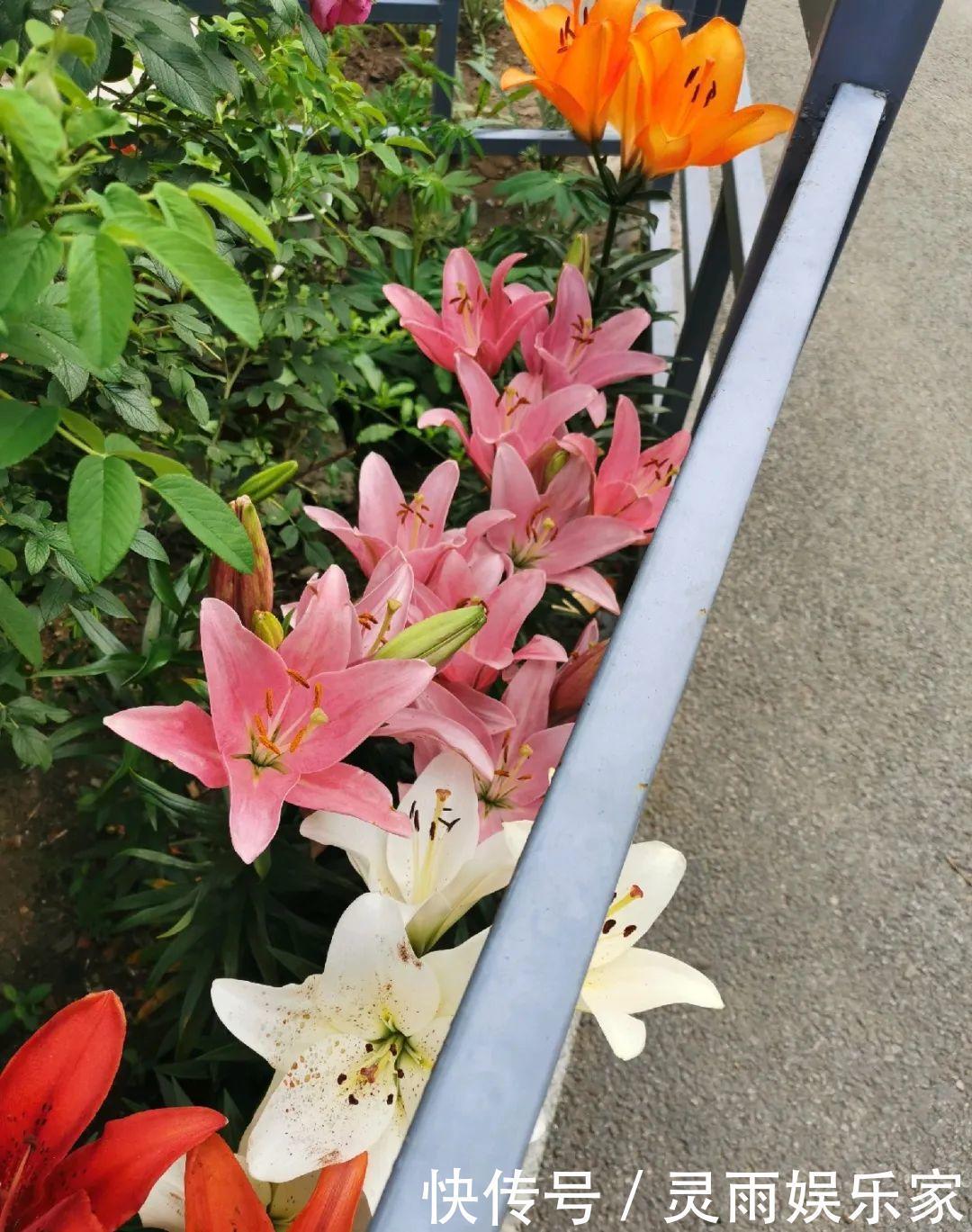 70岁老妈,一天也闲不住,院子里种满了花!