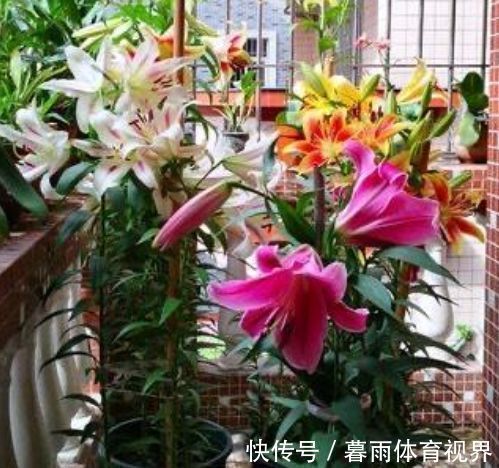 4种漂亮花，好打理易爆盆，花开媲美玫瑰，花朵姿态万千，美