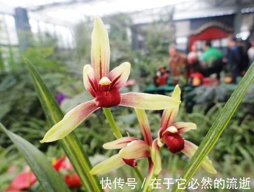 兰种|这2款难得一遇的珍品兰花，花色美艳，花型稀少，新手都能养好