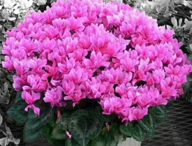 11月养花选它,娇美可爱像兔子,摆在窗边美极了,适合新手