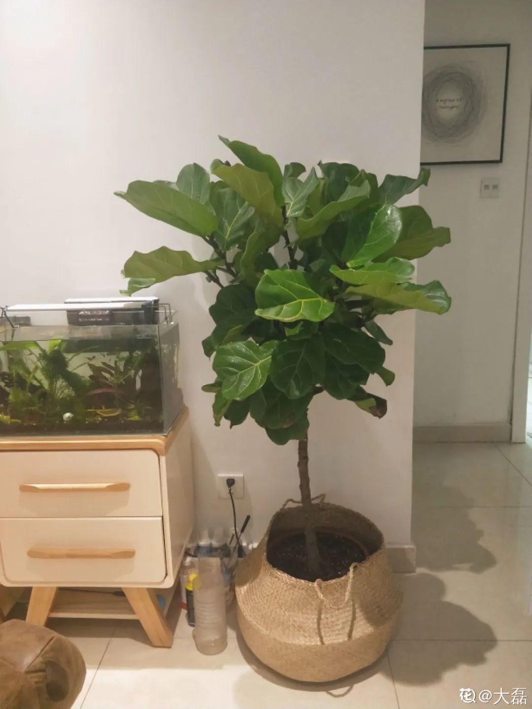 叶片|快住手!这10种植物千万别晒,晒得越多,死得越快!