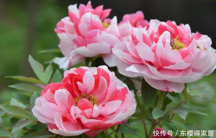 4种旺运花,吉祥添富贵,招财又开运,你养了吗?