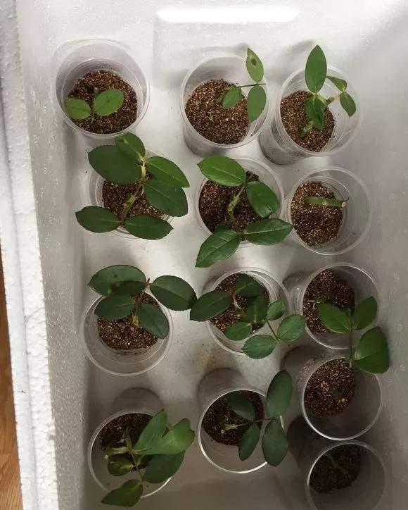  实用|冬天的泡沫箱别扔，扔了就是扔钱，养花太实用