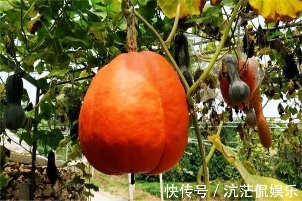 枸杞菜|立秋后,三种蔬菜再穷不放过,腰不疼,腿不酸了,视力提高了