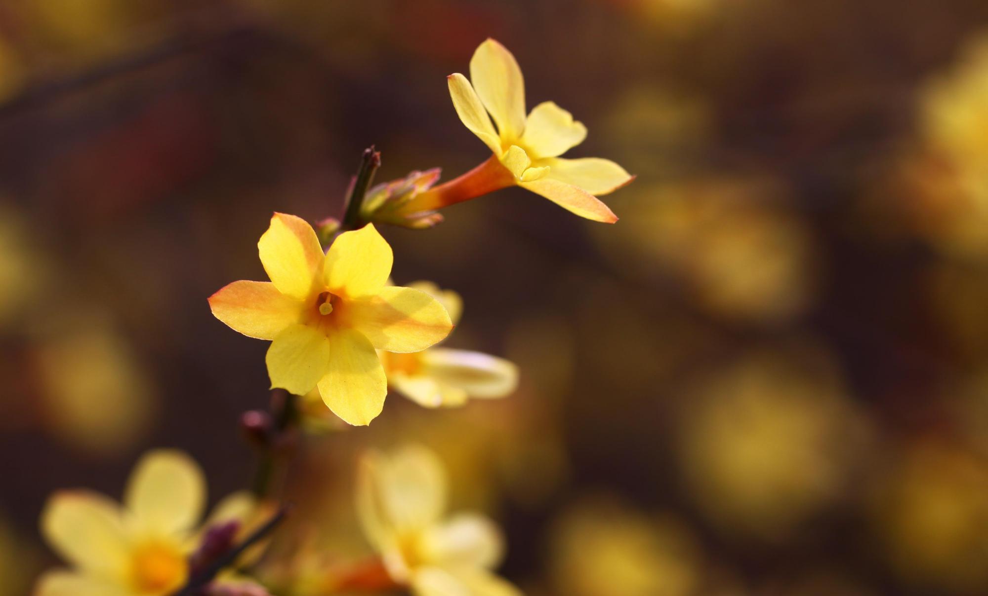迎春花什么时候换盆合适?3个换盆知识点,换盆过程需要注意