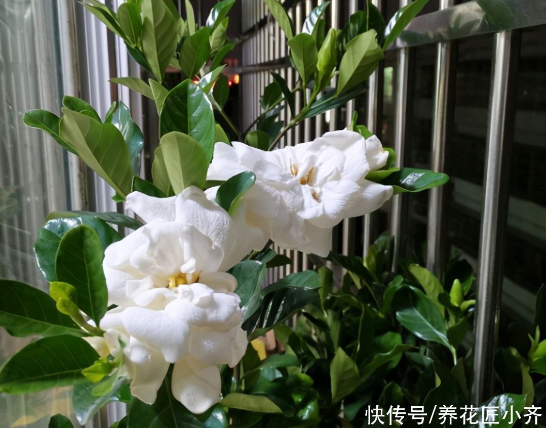 栀子花想要叶绿花多，不仅要会养，还要会剪