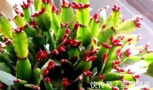 水蟹爪兰|蟹爪兰开花上百朵只因做对“4点”,学会7天喷1次“开花水”