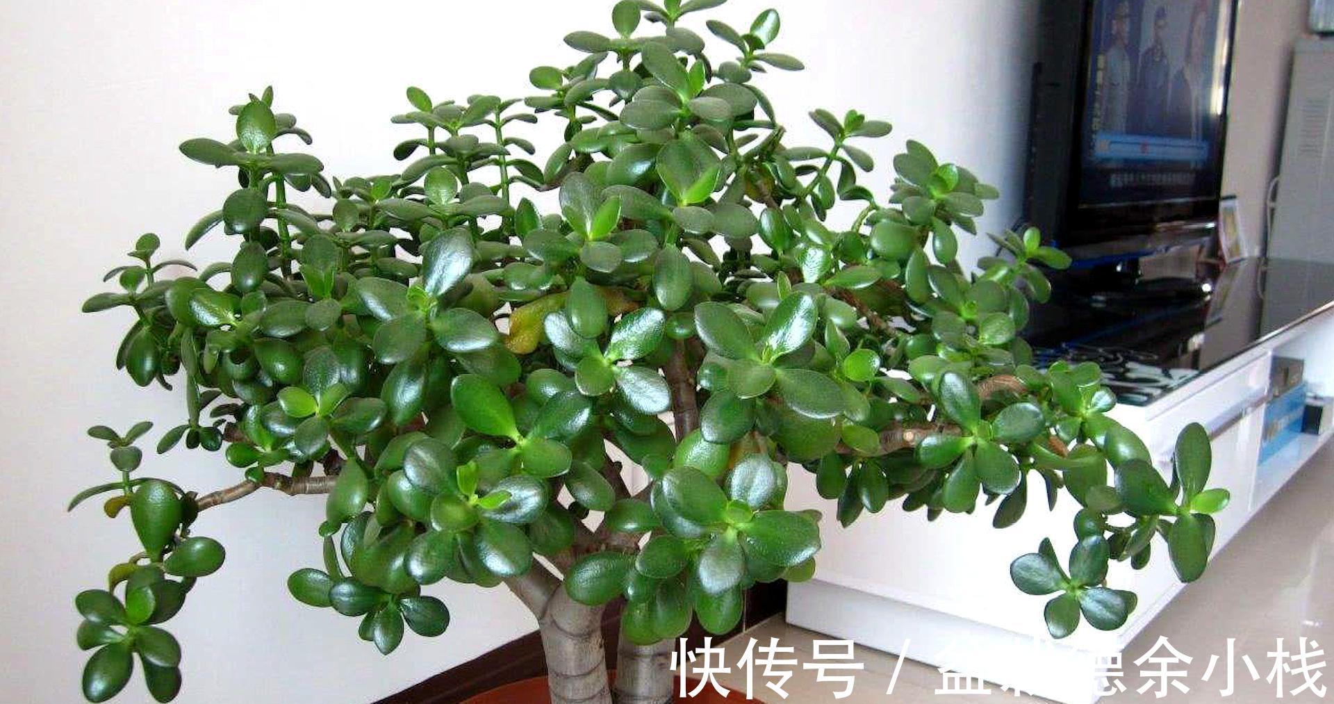 公认好养的“健康花”，建议至少养一盆，个个都是“净化小能手”