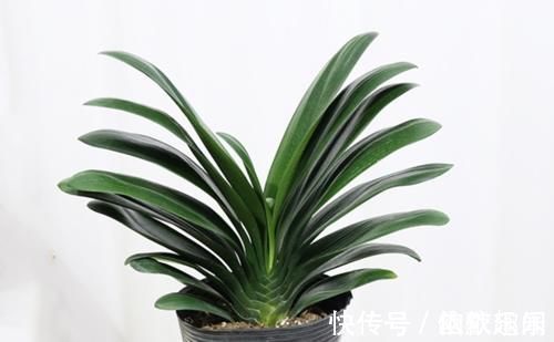 腐殖土|养君子兰几十年,始终就用一种土两种肥,实践出真知