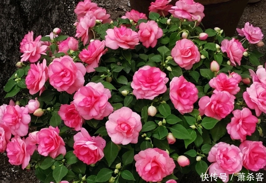 4种花养家里，满屋飘香，好养又漂亮，爆起盆阳台美成“花海”！