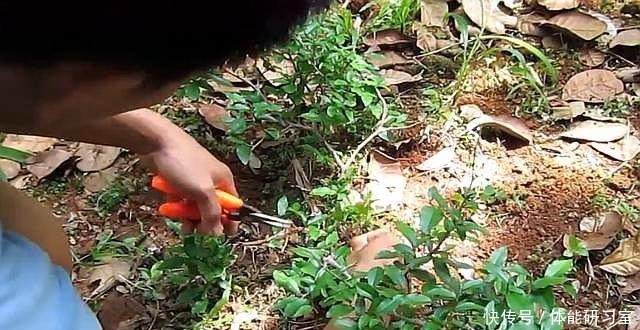 破盆配“路边草”，野性十足，省钱接地气，养上2年就美了！