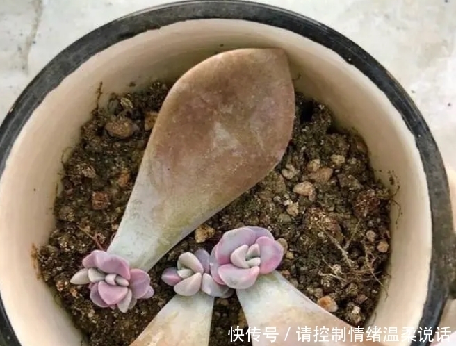 土壤|这4种多肉适合叶插繁殖,插一盆活一盆