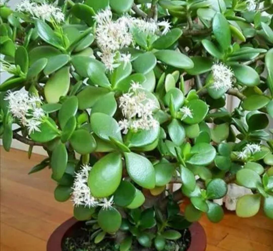 5种植物夜间释放氧气,净化空气环境,卧室也能养