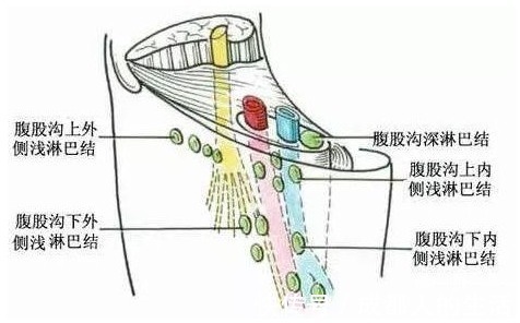 腹股沟|你的颜值，淋巴决定！学会3妙招，彻底打通经络，百病尽消！