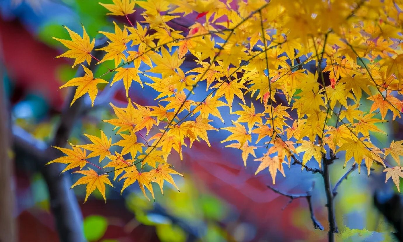 秋天|一年好景君须记，最是橙黄橘绿时！带您提前解千佛山浪漫的秋天