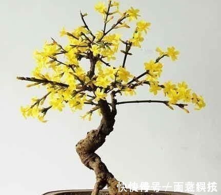 金枝玉叶|养3种树,越老越值钱,5年变老桩,盆盆都值2000元以上