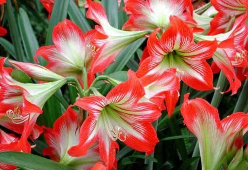 4种花是“爆盆能手”,开花多又漂亮,随便一养成花海!