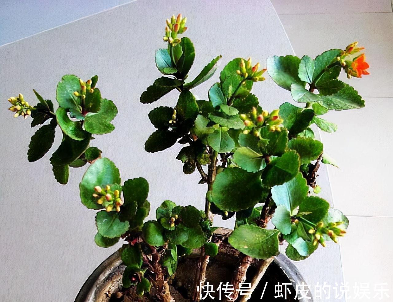 寿命长的“3种花”，最喜欢用小盆栽种，盆越“小”长得越好