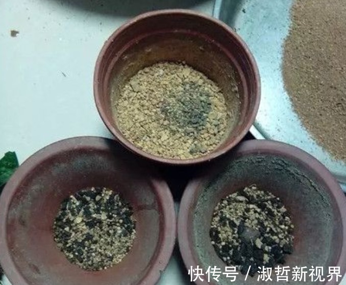 养护|大花蕙兰贵且难养，养花高手告诉你一招，养多少都能养旺、爆盆