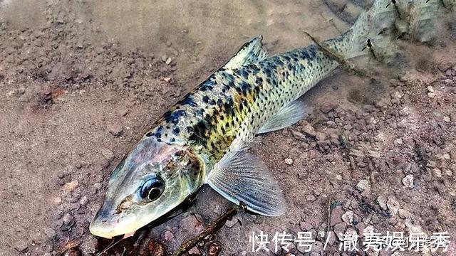 水域|江西吉安的野河中发现罕见的花骨鱼,为何极少有人钓到它?
