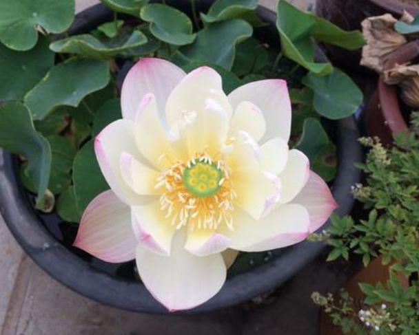 几种花是爆盆能手,花期长又好养,沾土就活,收获一片花海!