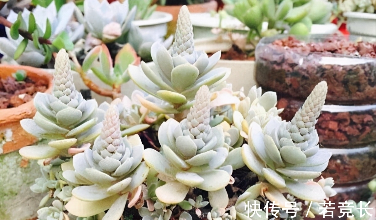 速率|这“三多肉”是耐热小能手,无需掐芽易群生,40℃仍生机勃勃