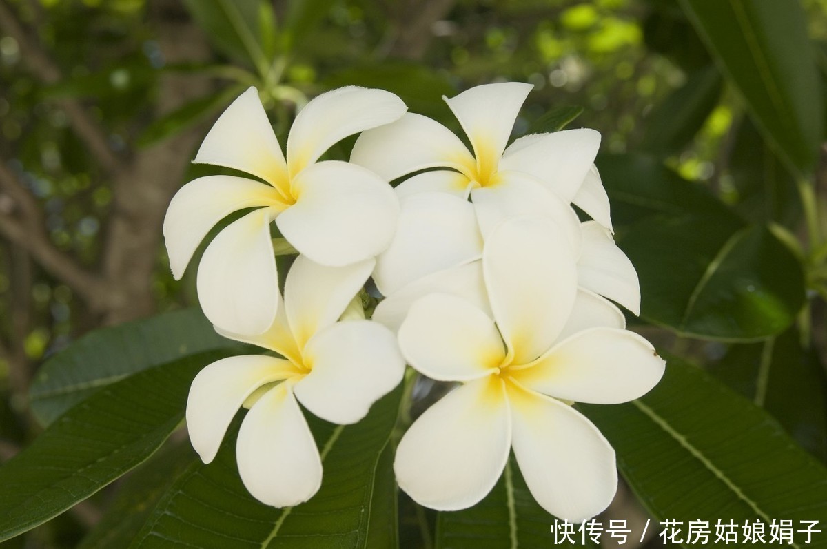 它浑身多是宝,观赏食用两不误,鸡蛋花盆栽养殖技术解析