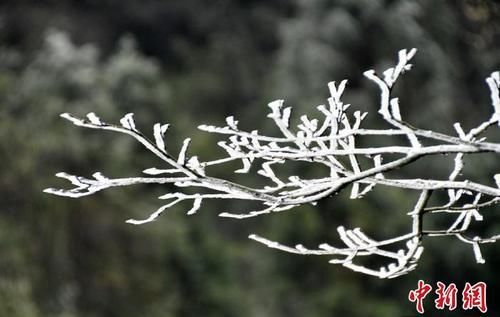 杏花|四川古蔺夜间降雪 虎头山上再现雾凇景观