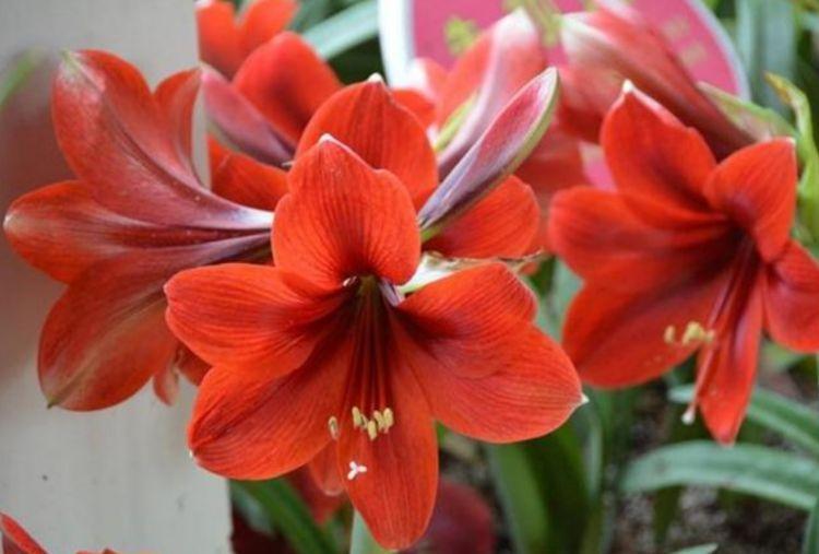 养花养个小巧玲珑的,叶片肥厚,放阳台全日照,轻松爆成花海