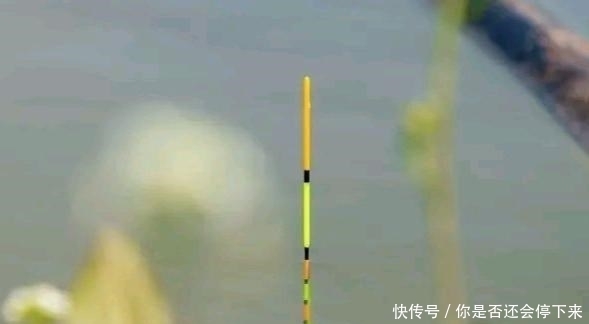 鱼情|为啥浮漂小动作很少,有动作就是送漂黑漂?这并非是鱼情好!