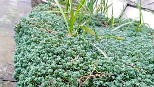 邻居家的“薄雪”养1年，已长成绿草坪，一大片漂亮得像“海洋”